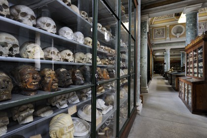 France, Hérault (34), Montpellier, centre historique, faculté de médecine, le musée d'anatomie, collection de crânes