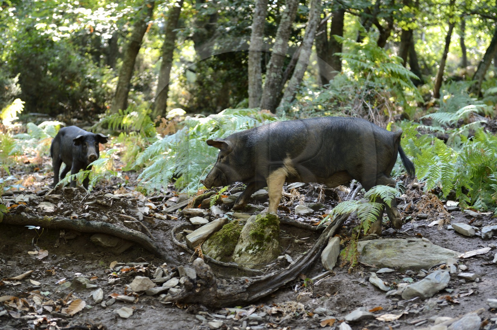 France, Haute-Corse (2B), Castagniccia, cochon semi-sauvages en liberté