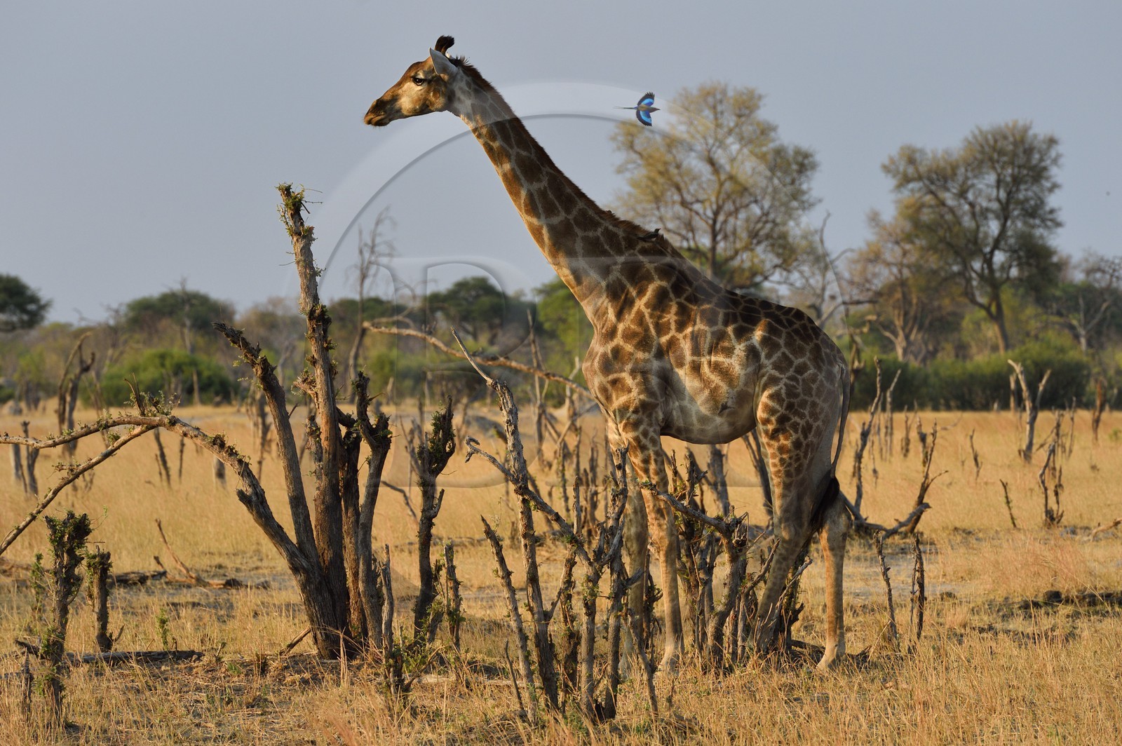 Zimbabwe, province de Matabeleland septentrional, parc national Hwange, une girafe (Giraffa camelopardalis) et Rollier à longs brins (Coracias caudatus)