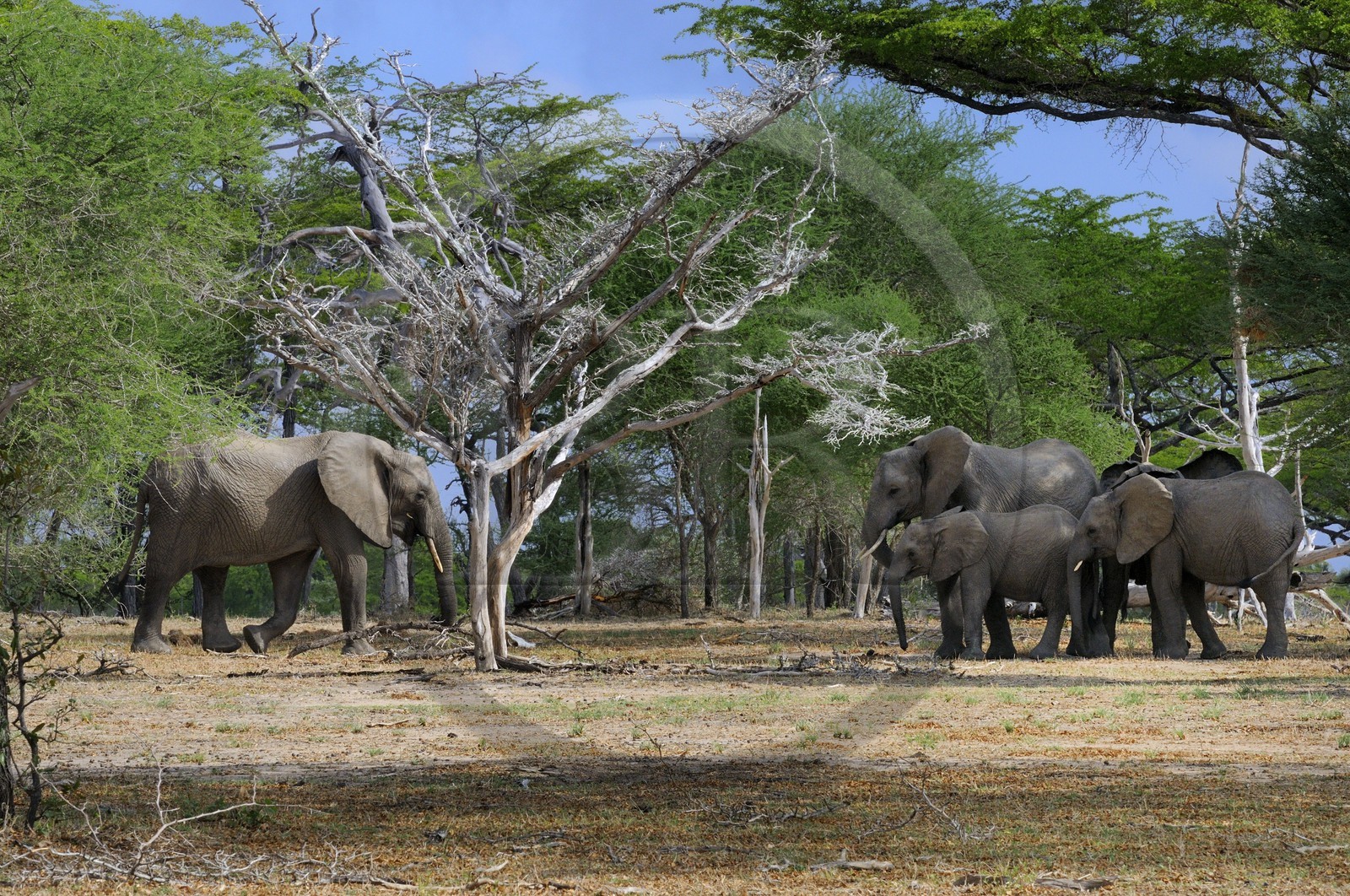 Tanzanie, Reserve de gibier de Selous une des plus grandes zones protégées au monde et inscrite sur la liste du patrimoine mondial de l’Unesco depuis 1982, Éléphant de savane d'Afrique (Loxodonta africana)