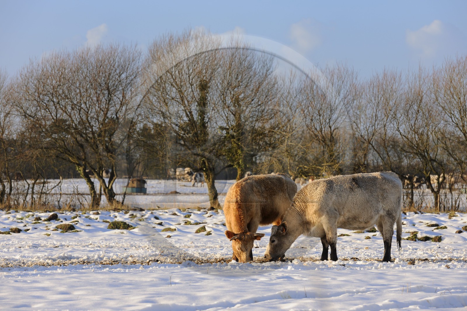France, Manche (50), Cotentin, Sainte-Marie-du-Mont, marais du Grand Vey, vaches