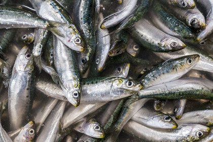 France, Vendée (85), Saint-Gilles-Croix-de-Vie, la criée, sardines fraichement pechées