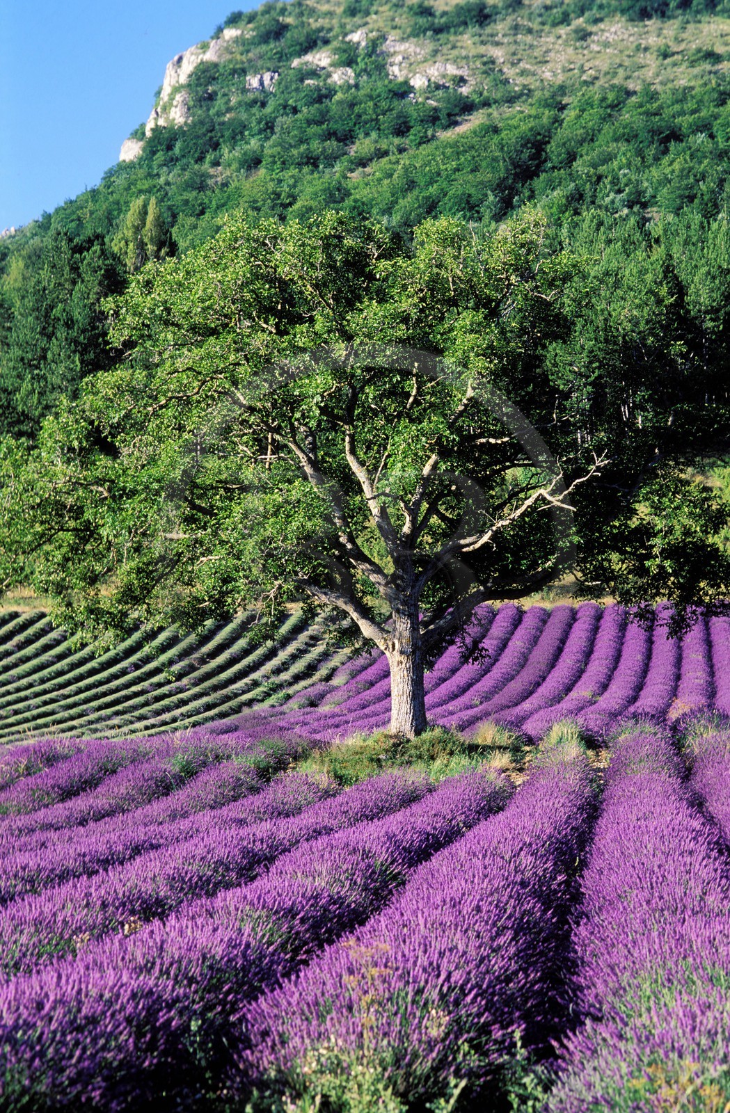 France, Drôme, lavender field in summer in the Ennuye valley