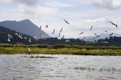 Spain, Basque Country, Biscay Province, Gernika-Lumo region, Urdaibai estuary Biosphere Reserve, kayaking on the estuary of the Oka River, black-headed gull (Chroicocephalus ridibundus)