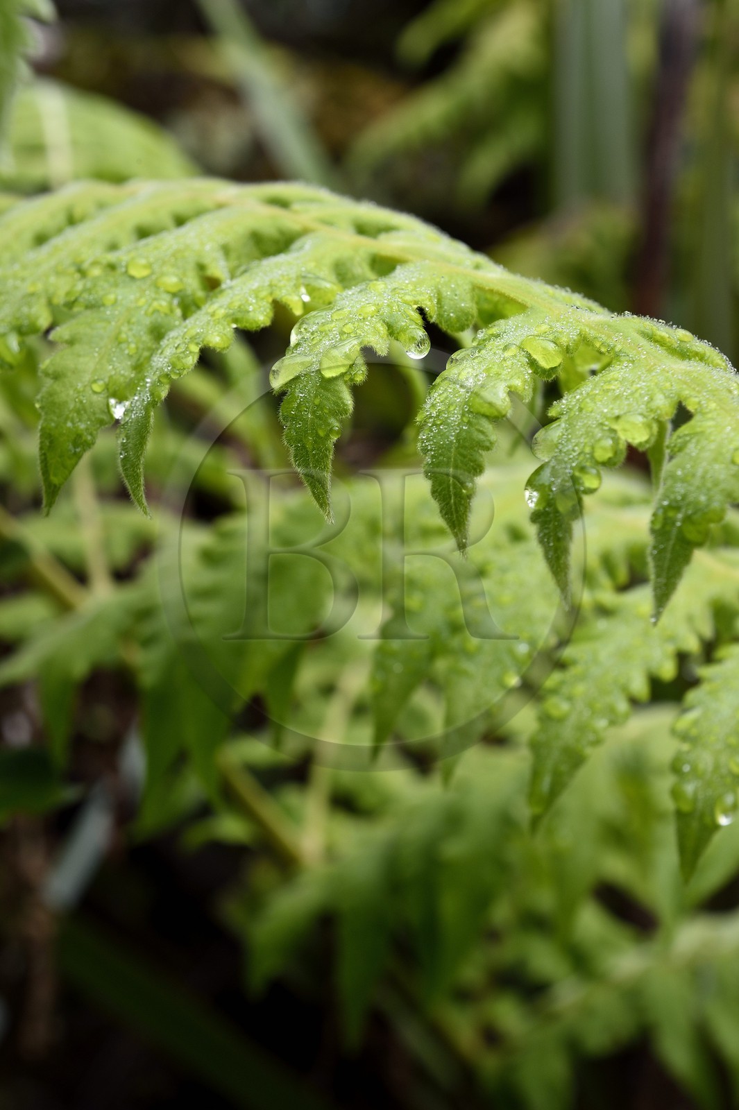 France, Ile de la Reunion, Saint Benoit, Parc national de La Reunion, classé Patrimoine Mondial de l'UNESCO, foret de Bébour, sentier de Bras Cabot