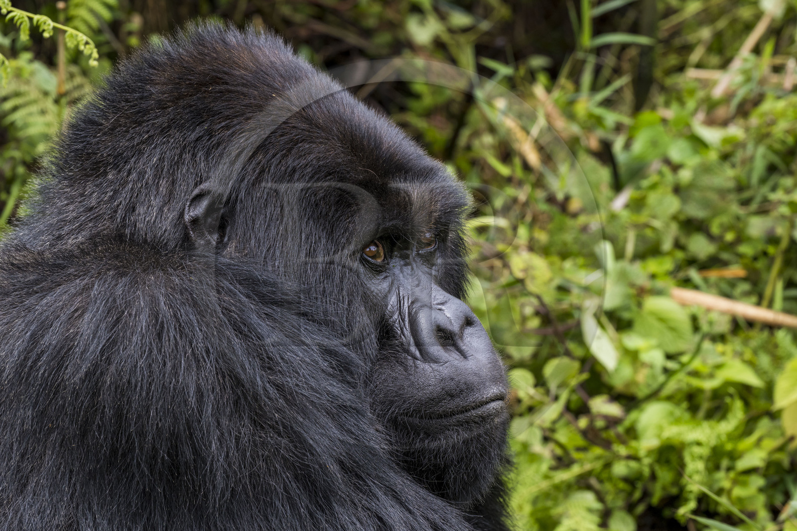 Rwanda, Province du Nord, Parc National des Volcans dans la chaine des Monts Virunga, mont Karisimbi, gorille des montagnes (Gorilla beringei beringei) du groupe Susa, male appelé dos argenté (silverback)