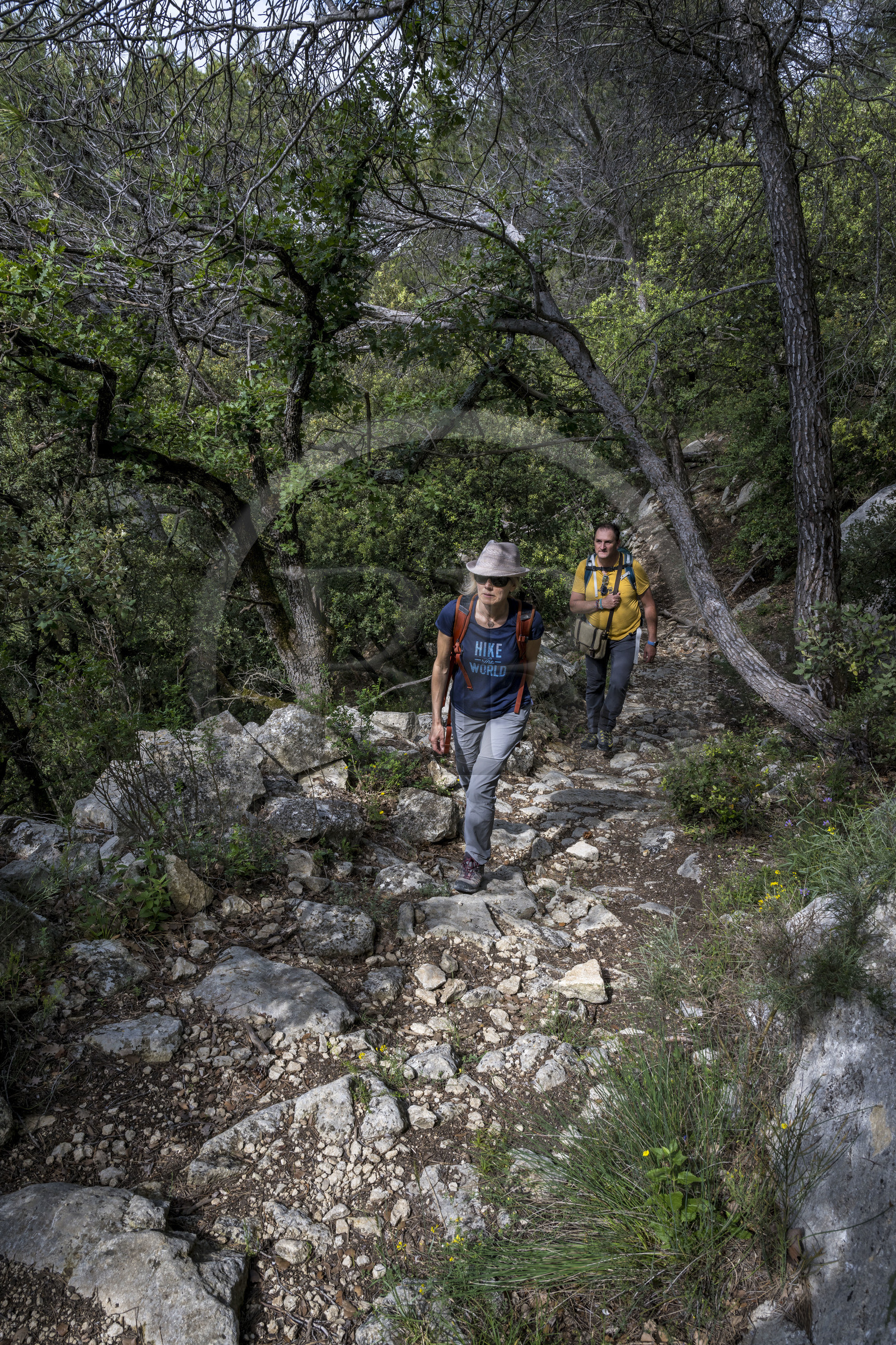 France, Vaucluse (84), Dentelles de Montmirail, Crestet, randonneurs sur le GR 4 traversant une foret de chêne vert