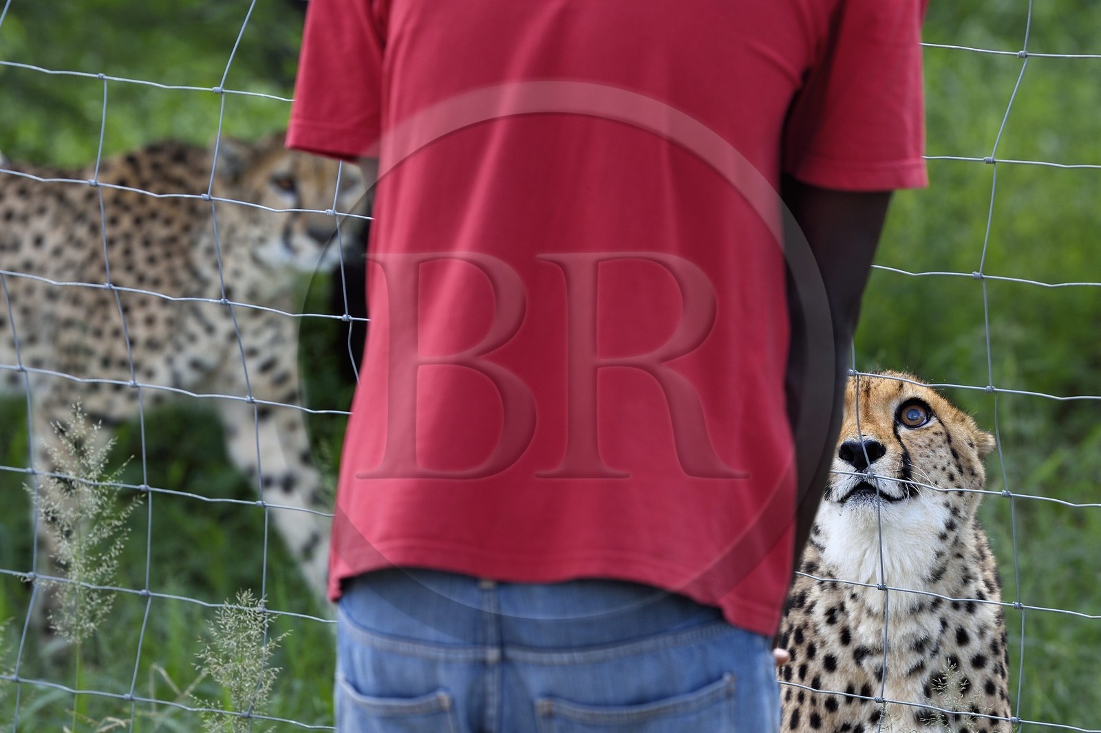 Namibie, Otjiwarongo, Cheetah Conservation Fund, centre de recherche et d'éducation, guépard (Acinonyx jubatus) dans son enclos face à un soigneur
