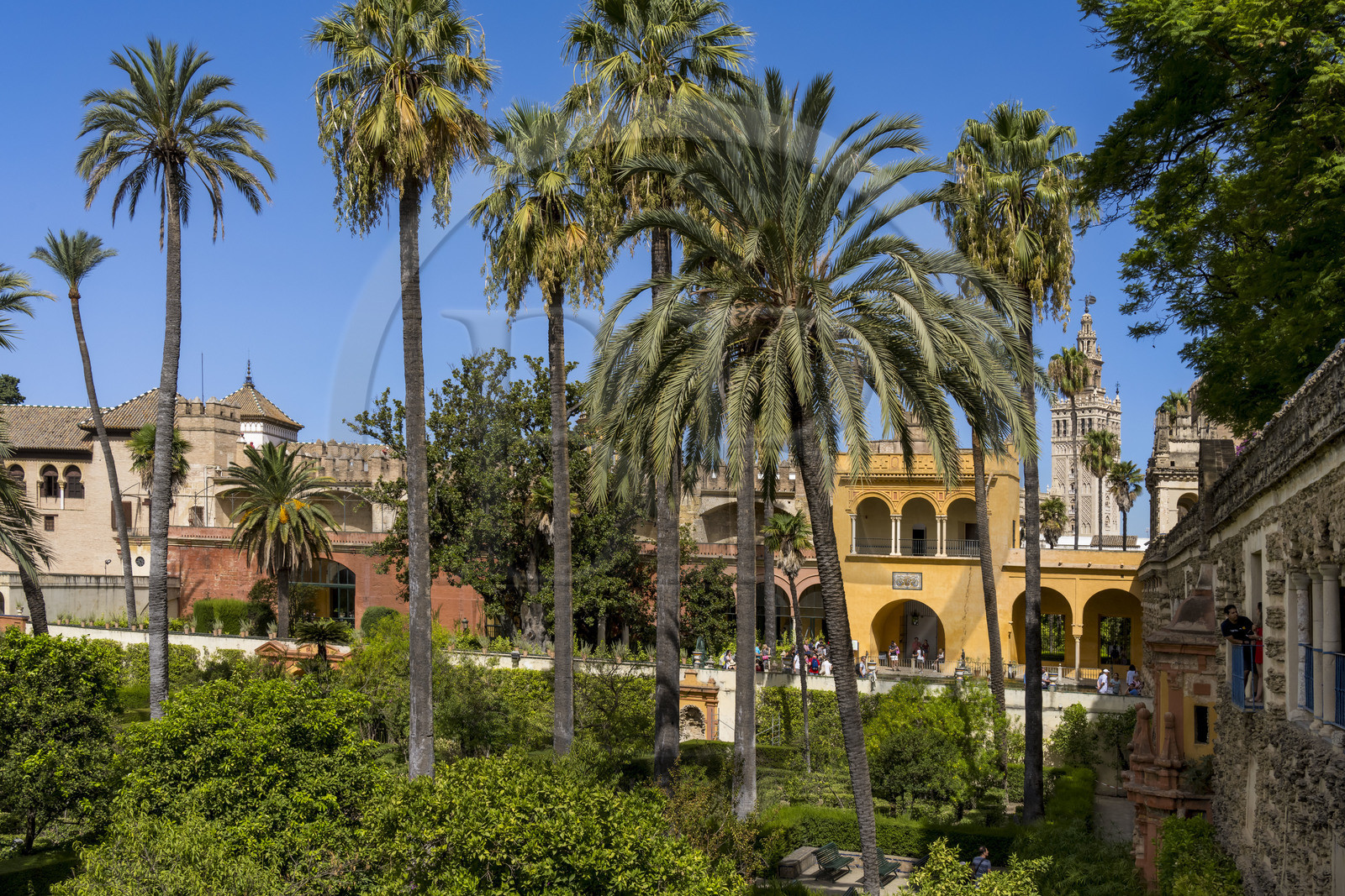 Espagne, Andalousie, Séville, Alcazar de Séville (Reales Alcazares de Sevilla), classé Patrimoine Mondial de l'UNESCO, les jardins et le Palacio Gotico