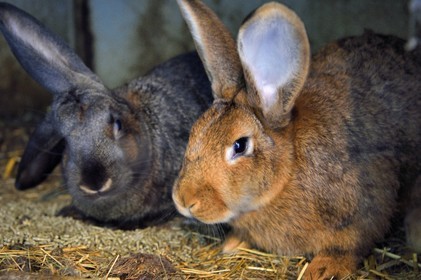 France, Haut Rhin, Wasserbourg, Ferme-auberge (farm-inn) Buchwald, farm rabbits