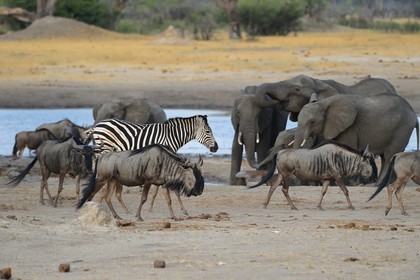 Zimbabwe, province de Matabeleland septentrional, parc national Hwange, gnous bleus (Connochaetes taurinus)