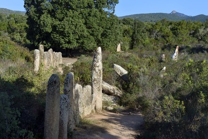 France, Corse du Sud, Sartene, alignement of menhirs of Palaggiu (Pagliaju), erected between 1900 and 1000 B.C., with its 258 menhirs, it is the most important of the mediterranean region