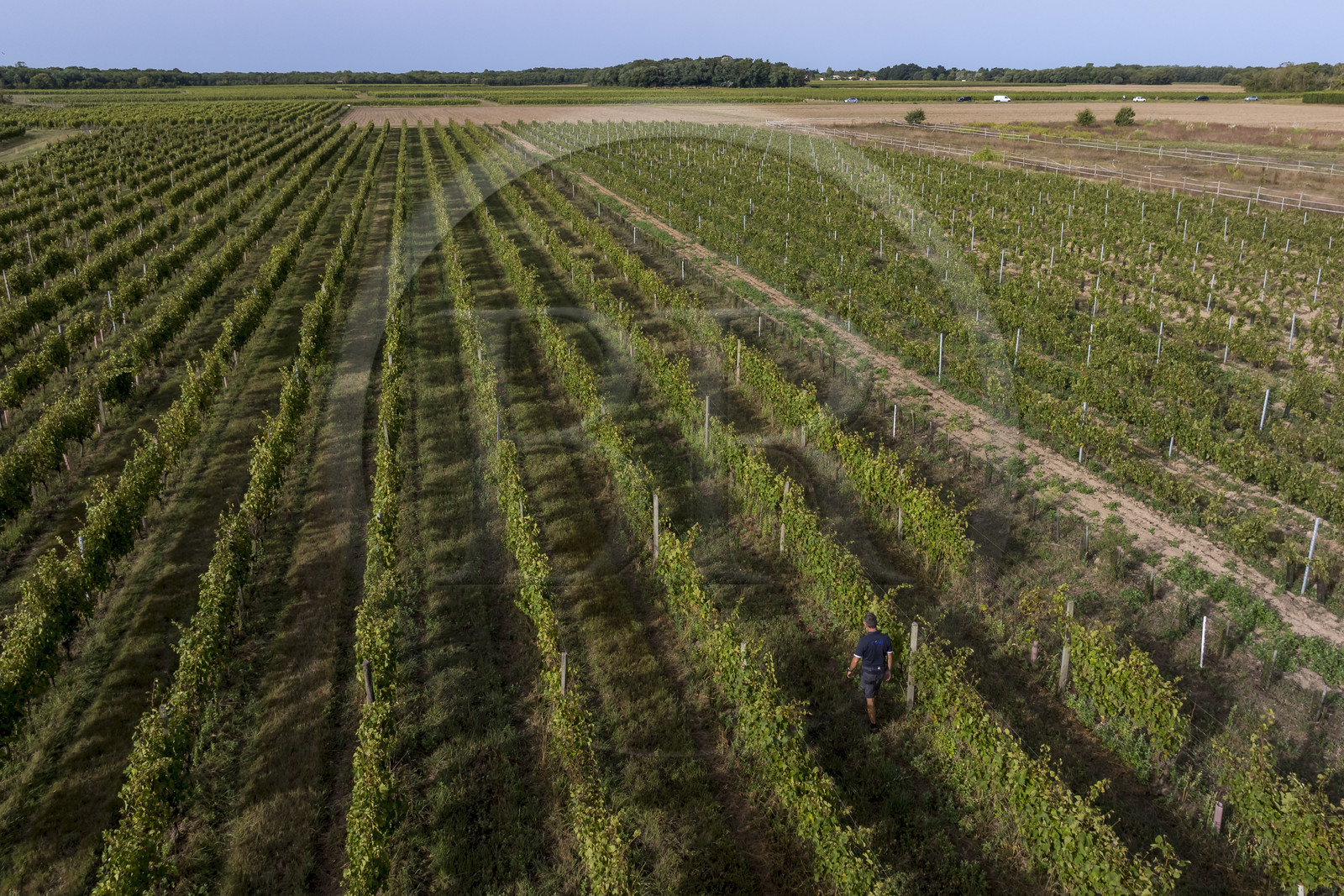 France, Charente-Maritime (17), Ile d'Oléron, Saint-Pierre-d'Oléron, hameau de La Coindrie, le vigneron Eric Mage dans son vignoble (vue aérienne)