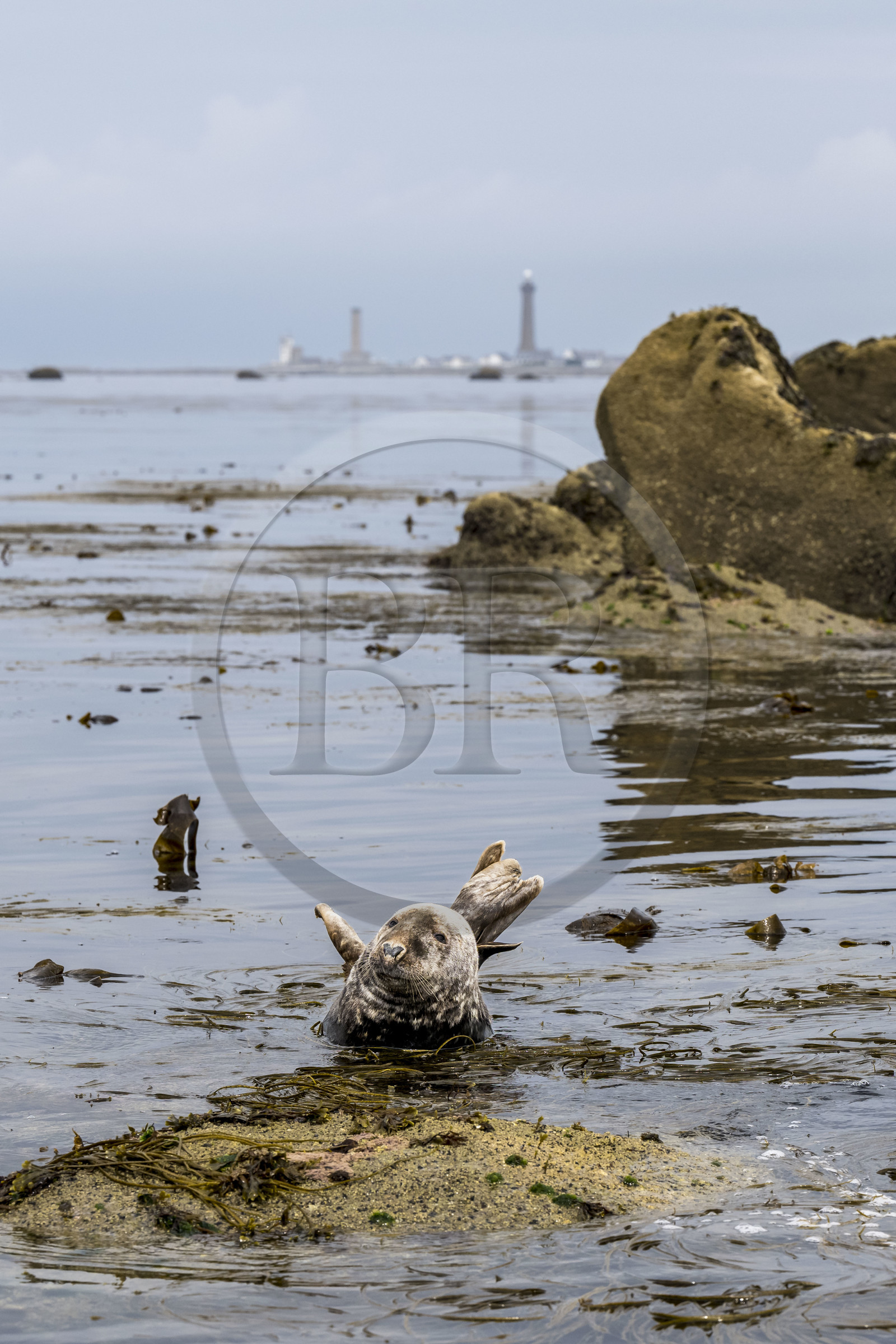 France, Finistère (29), Penmarch, archipel des Étocs, phoque gris (halichoerus grypus), le phare d'Eckmuhl sur la Pointe de Penmarch en arrière plan