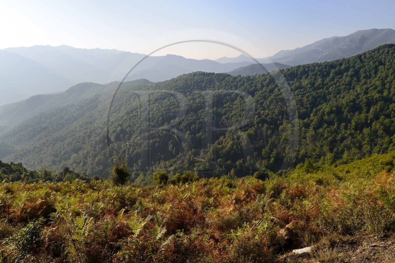France, Haute-Corse (2B), Castagniccia, paysage depuis les hauteurs de La Porta