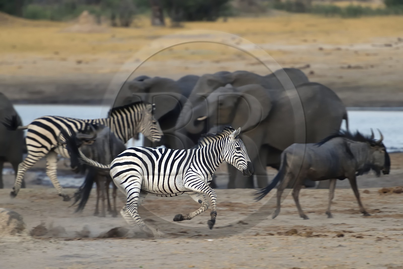 Zimbabwe, province de Matabeleland septentrional, parc national Hwange, Zèbre (equus burchelli) au galop