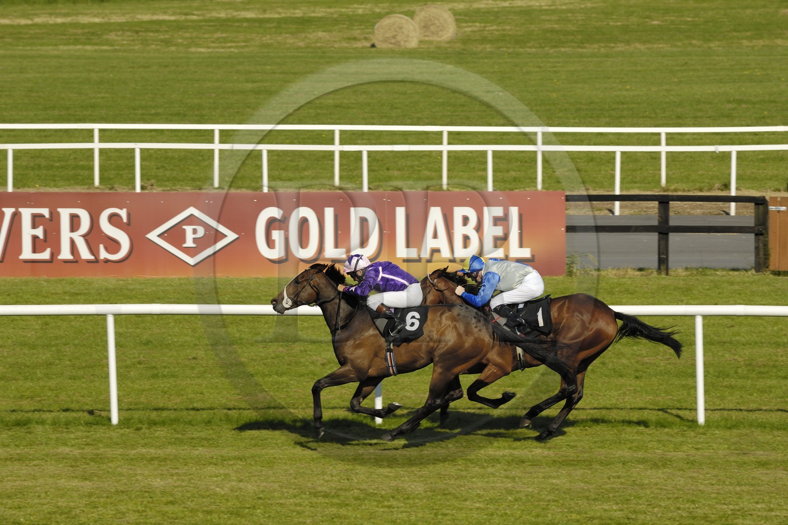 Irlande, Co. Meath, hippodrome de Fairyhouse, course de chevaux