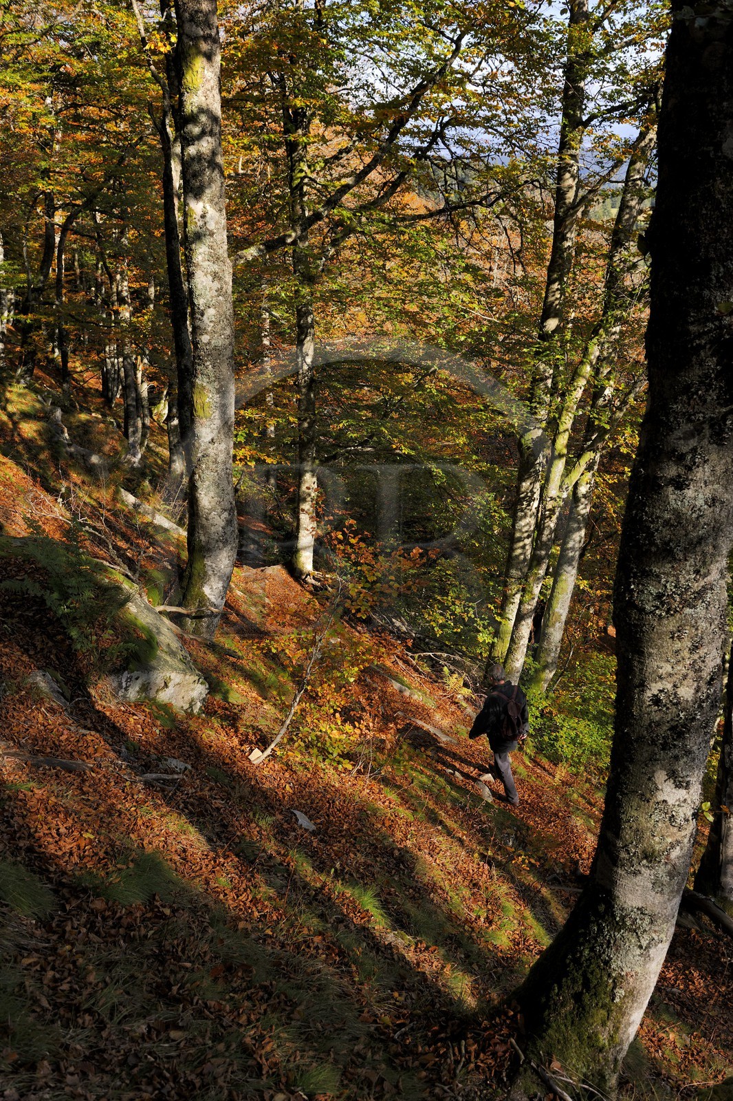 France, Haut-Rhin (68), la route des Crêtes, réserve naturelle de Tanet-Gazon-du-Faing,  randonneurs dans la forêt vosgienne sur le flan est