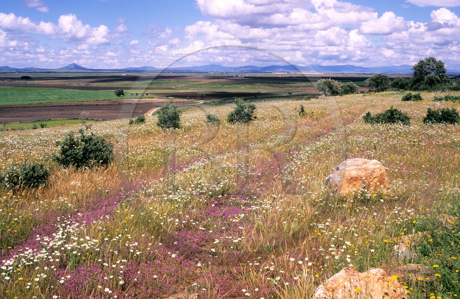 Espagne, Estrémadure, paysage de la plaine au nord de Don Benito, vue de la Sierra del Villar