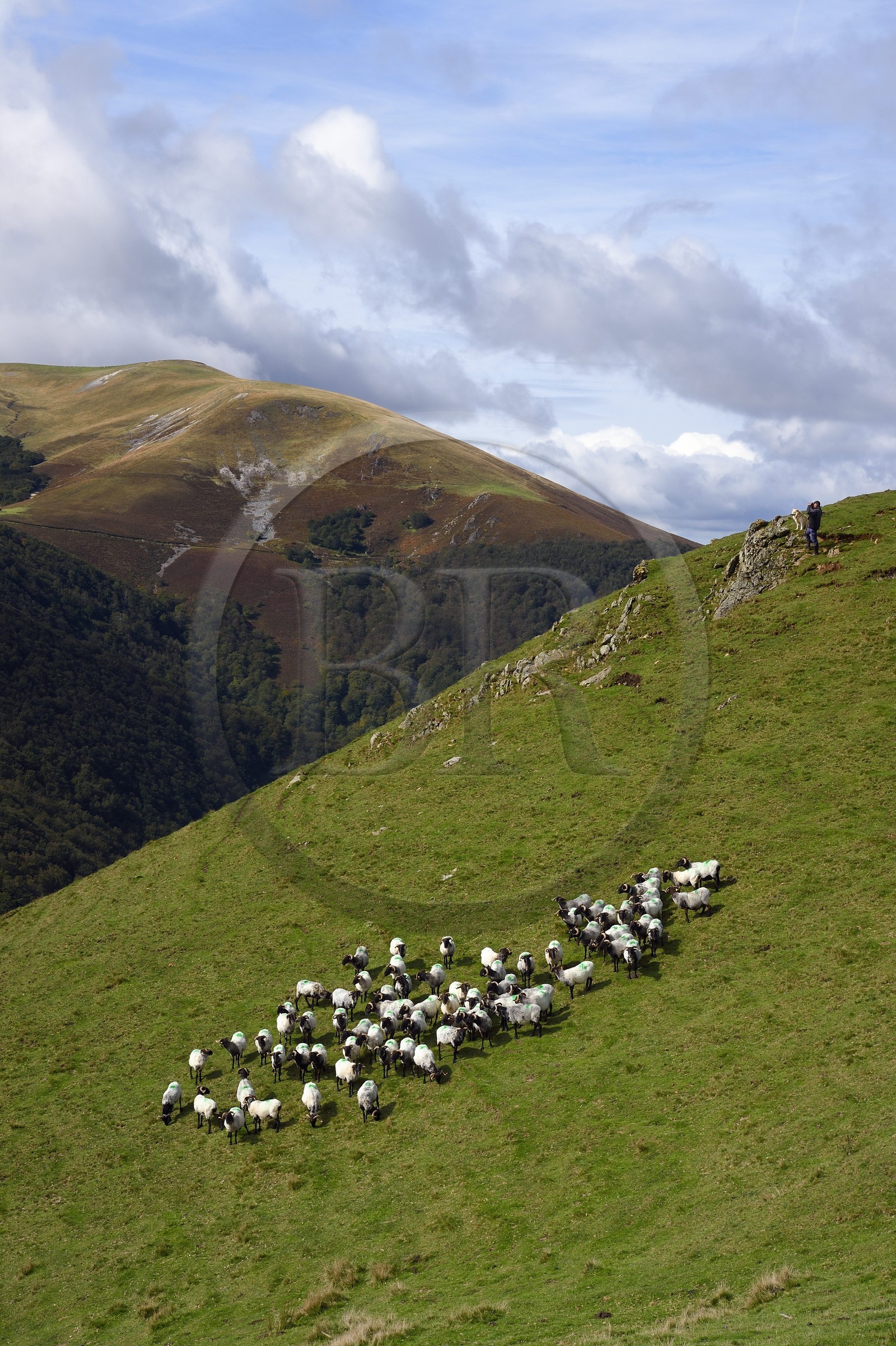 France, Pyrenees Atlantiques, Basque Country, Camino de Santiago (the Way of St. James) on the GR 65 between Saint Jean Pied de Port and Roncesvalles towards the Bentarte Pass, shepherd and his manech blackhead sheep flock on the slopes of the Leizar Atheka
