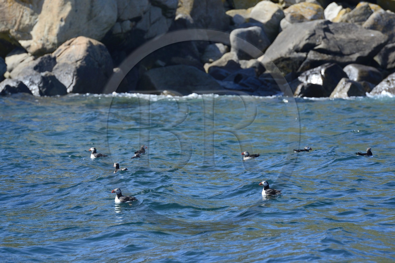 France, Côtes-d'Armor (22), Perros-Guirec, archipel et réserve ornithologique de Sept-Iles, Ile Rouzic, macareux moine (Fratercula arctica)