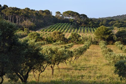 France, Var (83), Iles d'Hyères, parc national de Port Cros, Ile de Porquerolles, vignes et vergers de collections d'oliviers du Conservatoire botanique national méditerranéen dans la plaine de Porquerolles