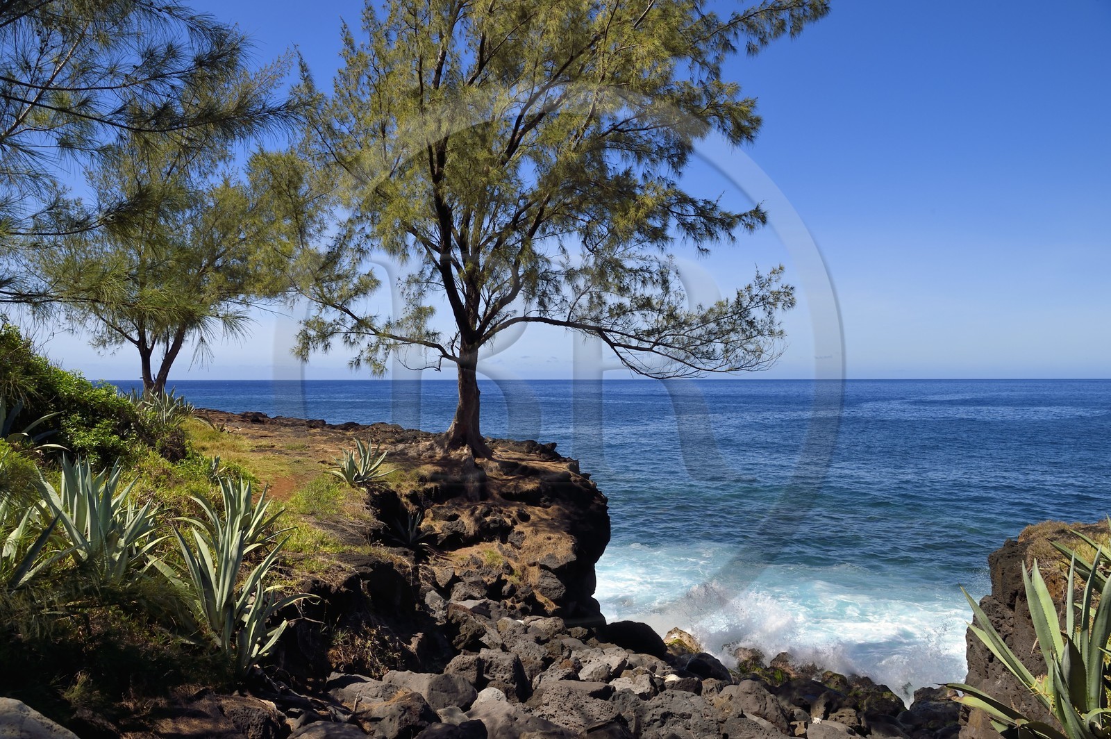 France, Ile de la Reunion, Saint-Joseph vers la plage de Ti Sable, le sentier littoral longe une cote basaltique résultant d'une ancienne coulée de lave, filao