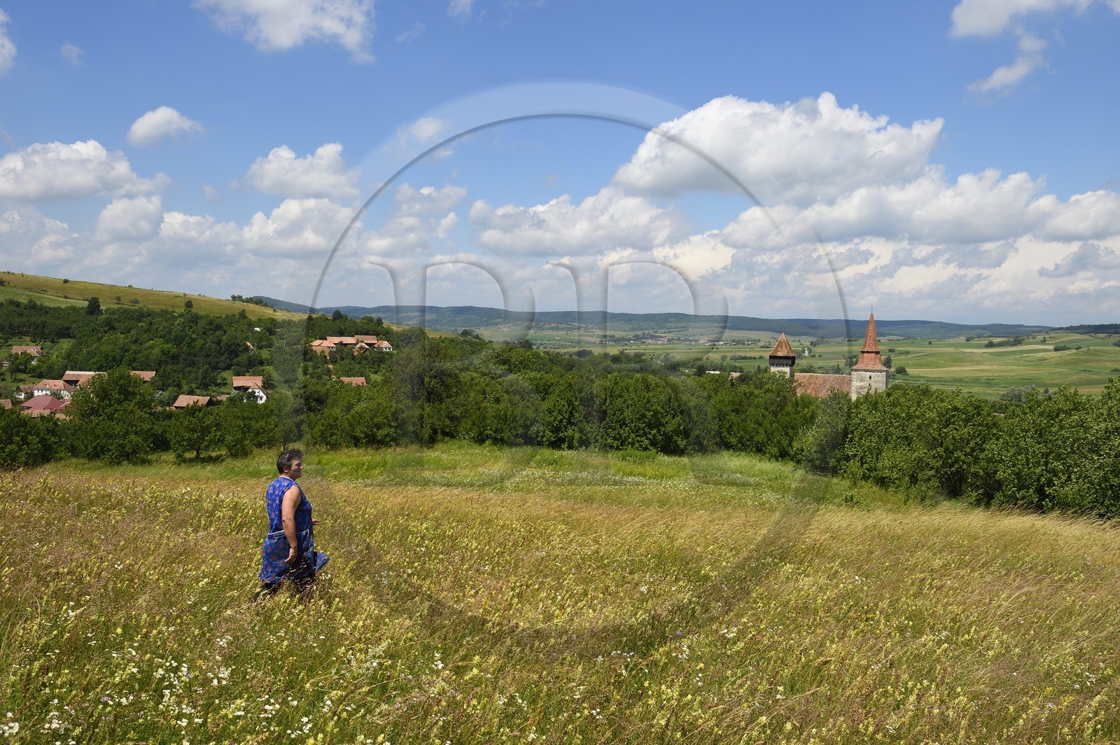 Roumanie, Transylvanie, région de Sighisoara, fermière dans un près surplombant le village de Movile et son église fortifiée