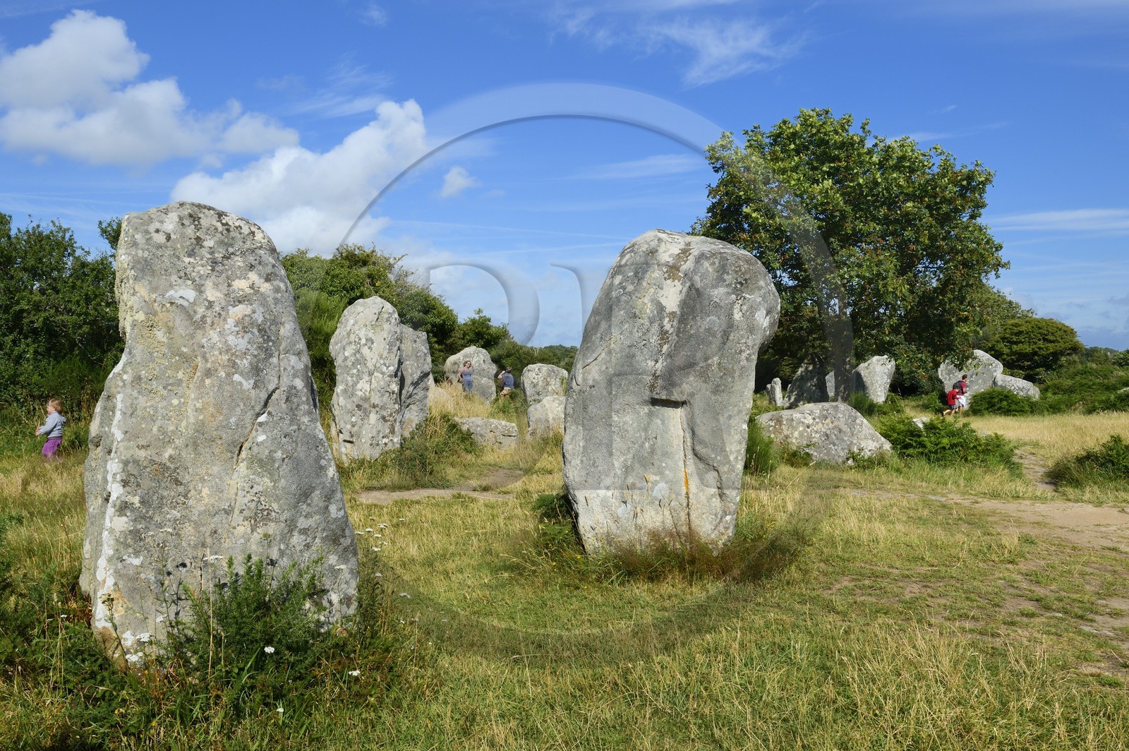 France, Morbihan (56), Erdeven, alignement mégalithique de Kerzérho