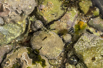 France, Charente-Maritime (17), Ile d'Oléron, Saint-Georges-d'Oléron, sur l’estran de la plage des Sables Vignier à marée basse, crevette bouquet (Palaemon serratus)