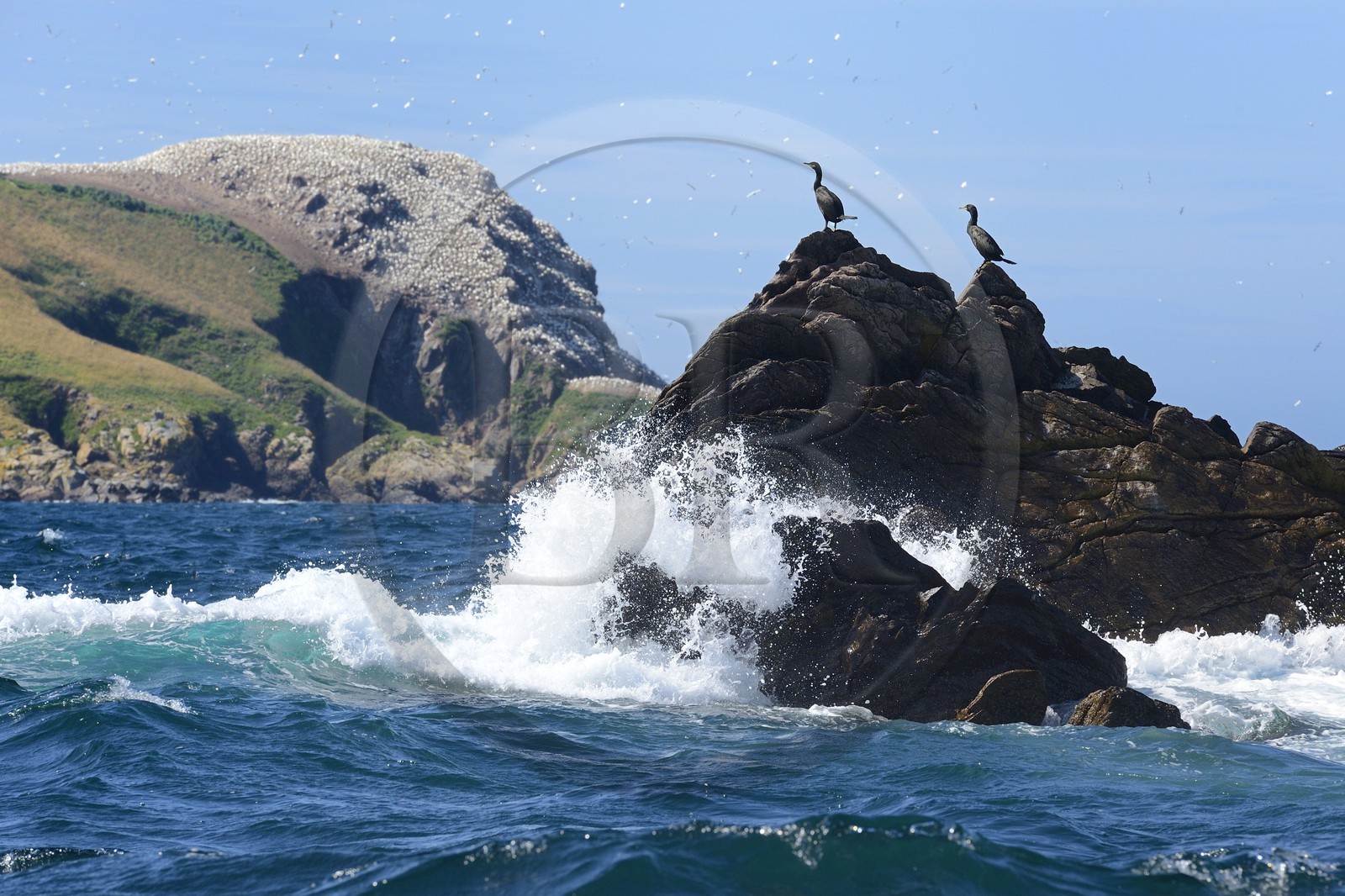 France, Côtes-d'Armor (22), Perros-Guirec, archipel et réserve ornithologique de Sept-Iles, Ile Rouzic, cormorans sur les Rochers Noirs devant la colonie de fous de Bassan (Morus bassanus)