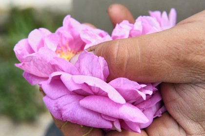 France, Alpes-Maritimes, Mouans-Sartoux around Grasse, Gardens of the International Perfume Museum (Jardins du Musée International de la Parfumerie), Centifolia rose