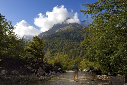 France, Haute Corse, Vivario, Vizzavona forest