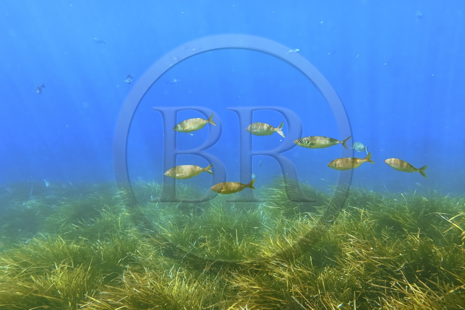 France, Var, Le Rayol Canadel sur Mer, Domaine du Rayol, Jardin des Mediterranees, Conservatoire du Littoral Estate compulsory mention, the marine path, Posidonia herbarium and saupes bank