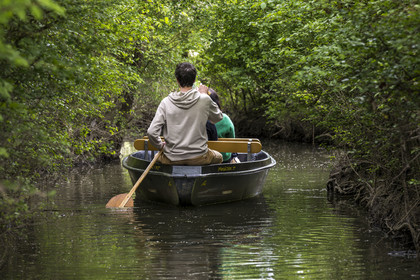 France, Vendée (85), Parc Interrégional du Marais Poitevin labellisé Grand Site de France, Maillezais, batelier effectuant une promenade en barque dans les conches sur les affluents de l'Autise