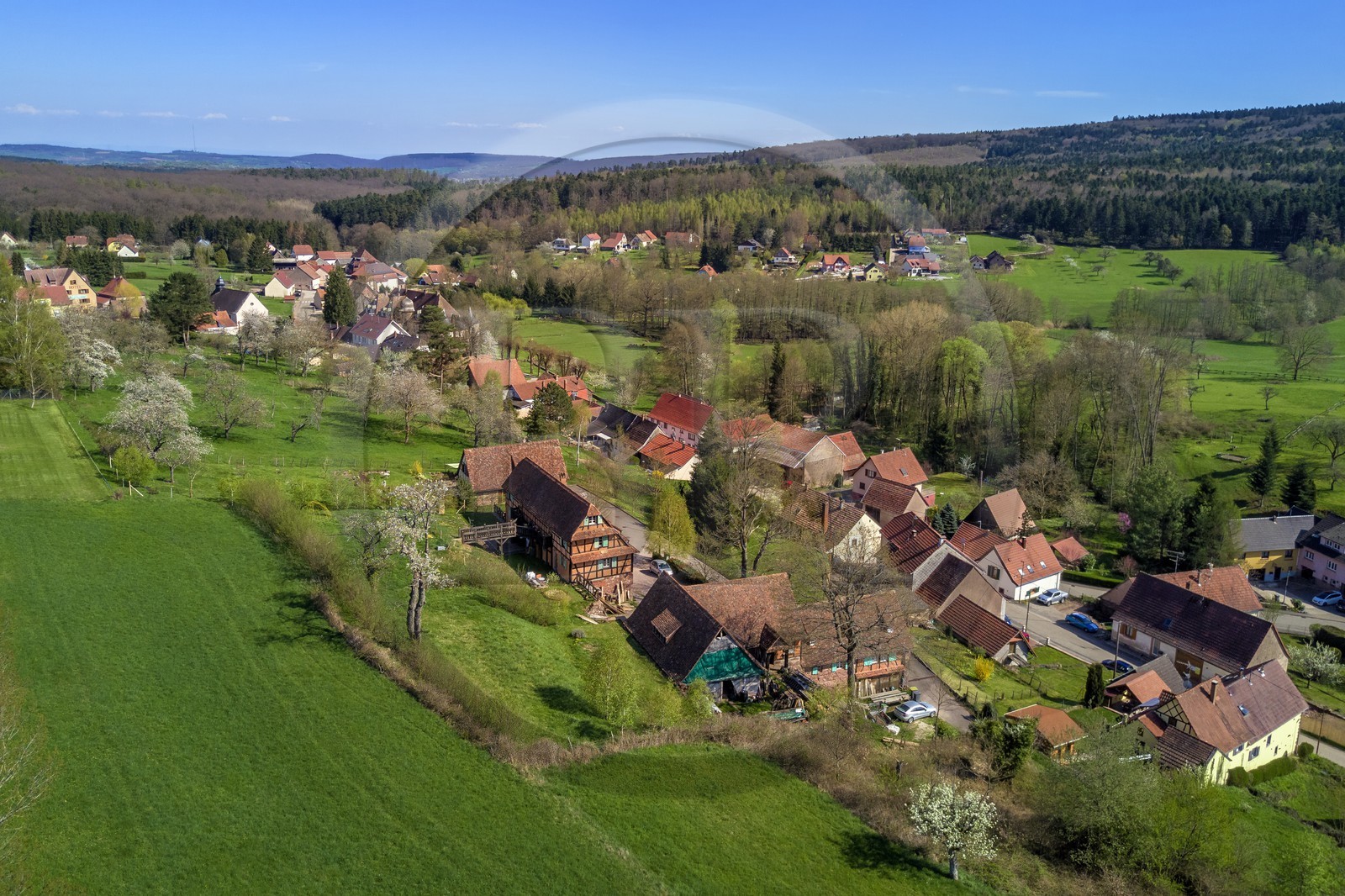 France, Bas Rhin, Birkenwald