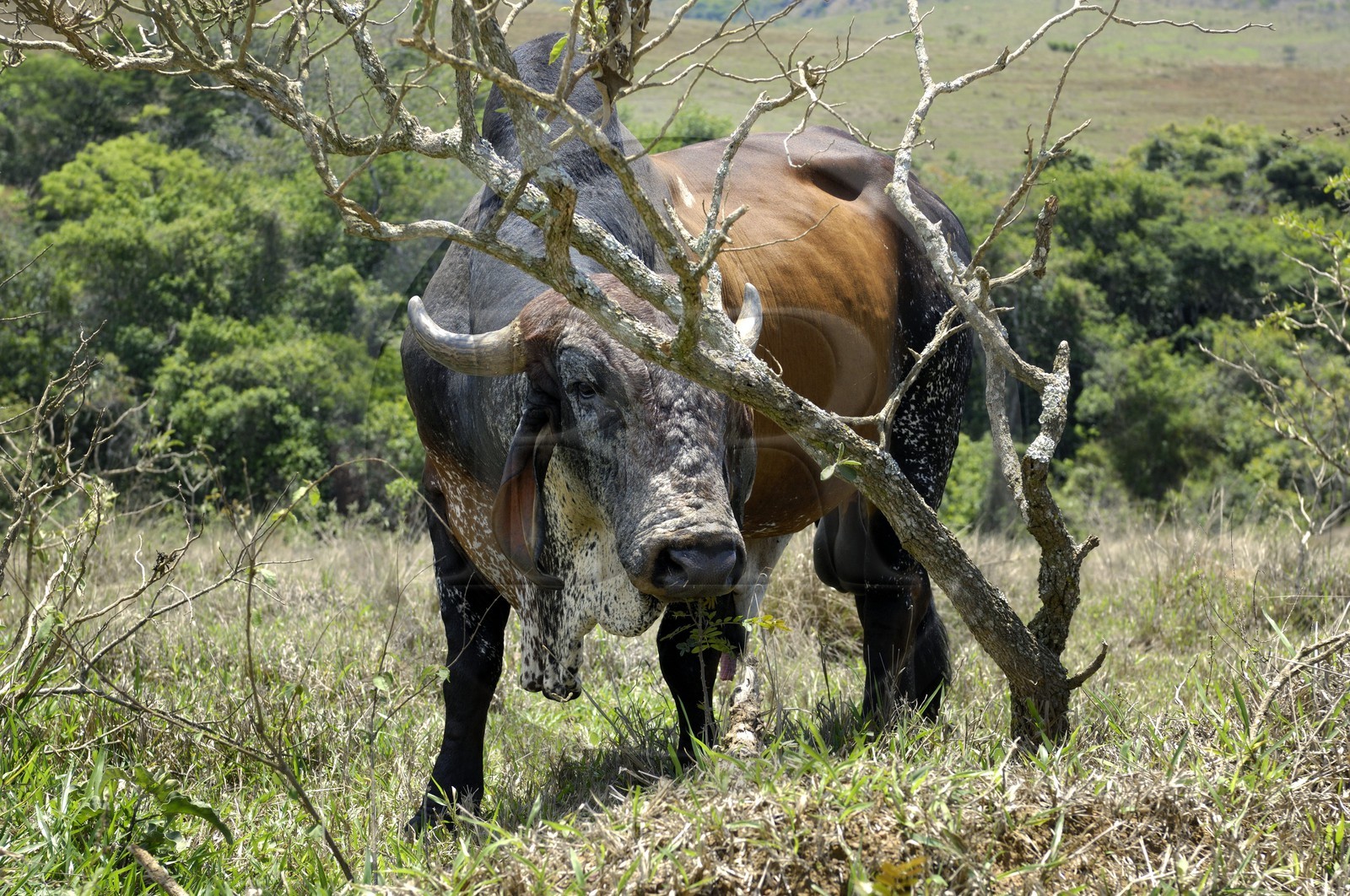 Brazil, Minas Gerais state, Carrancas area south of Sao Joao del Rei, cow (Gold Route, Estrada Real)