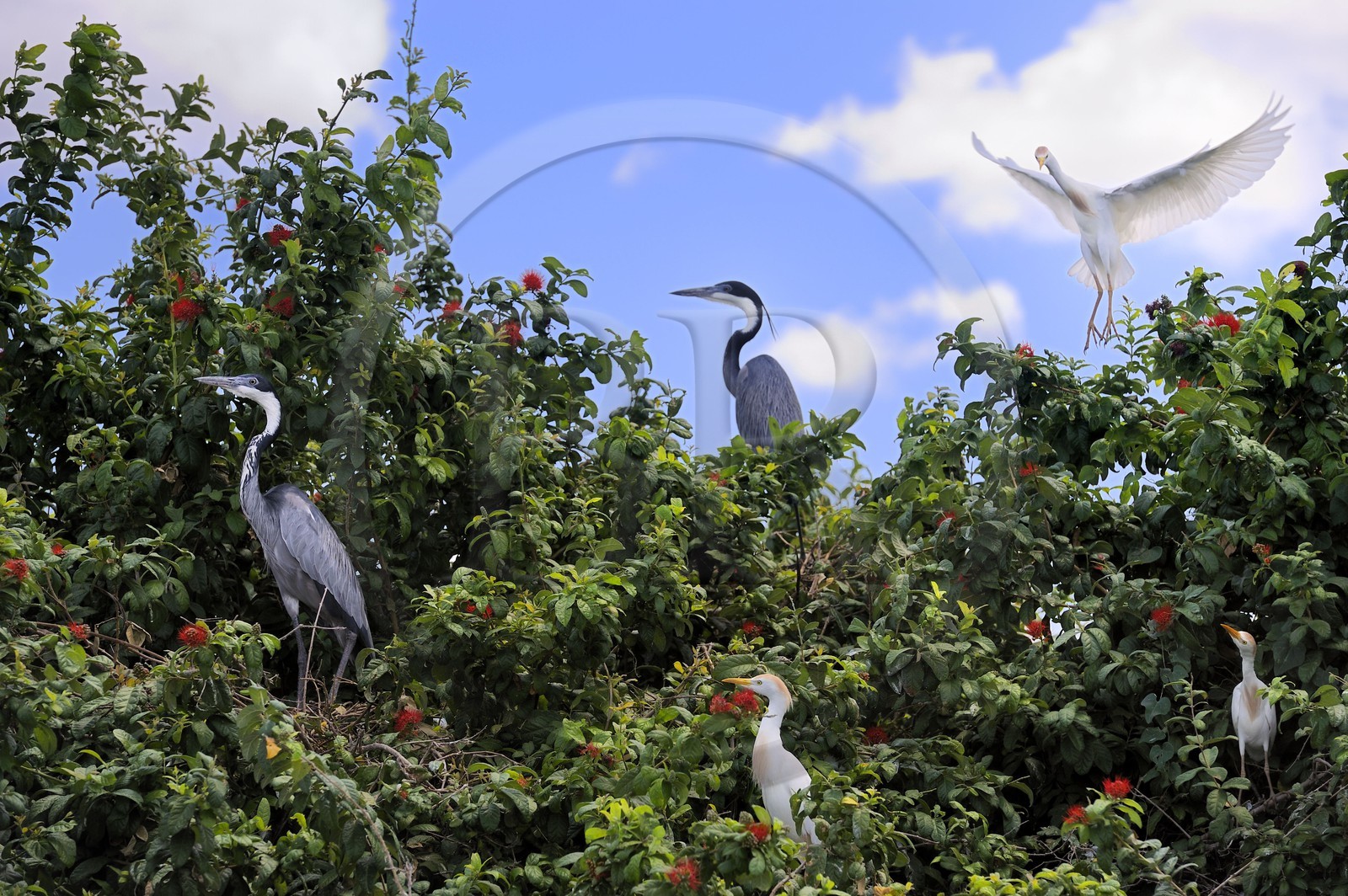 Tanzania, Selous Game Reserve is one of the largest fauna reserves of the world and designated a UNESCO World Heritage Site in 1982, Black-headed Herons (Ardea melanocephala) and Cattle Egret (Bubulcus ibis) on the lake Nzerakera