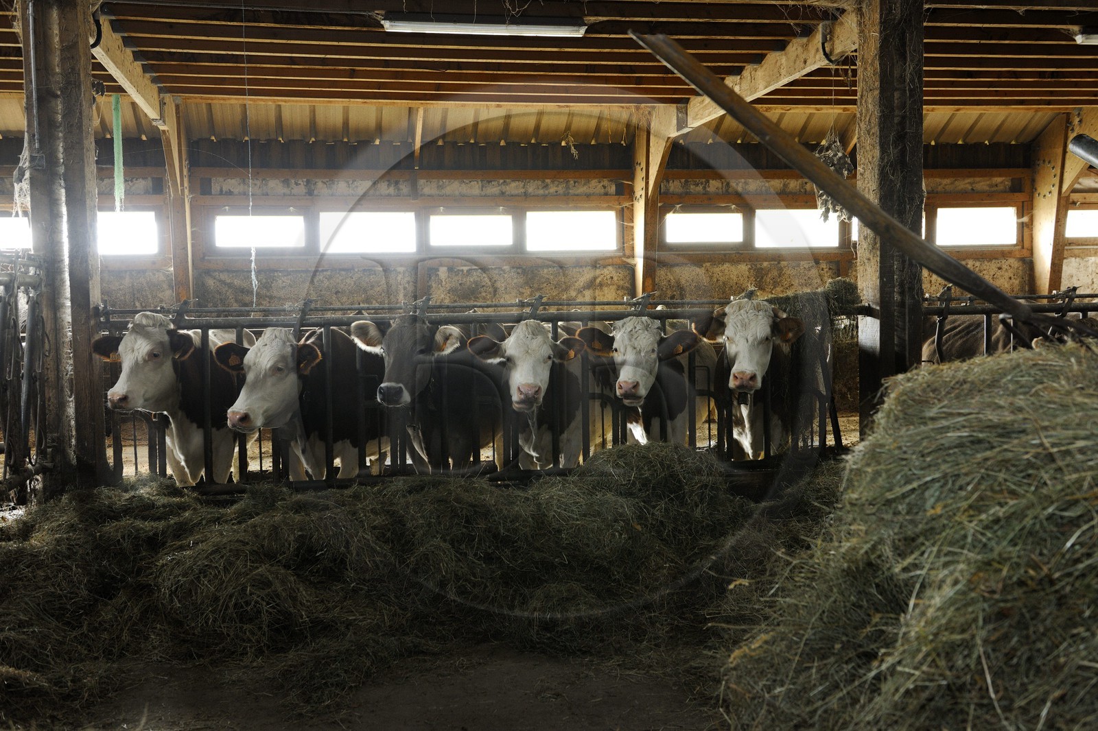 France, Haut-Rhin (68), la route des Crêtes, ferme auberge marcaire du Grand Hêtre, les vaches à l'étable