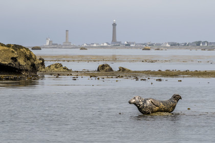 France, Finistère (29), Penmarch, archipel des Étocs, phoque gris (halichoerus grypus), le phare d'Eckmuhl sur la Pointe de Penmarch en arrière plan