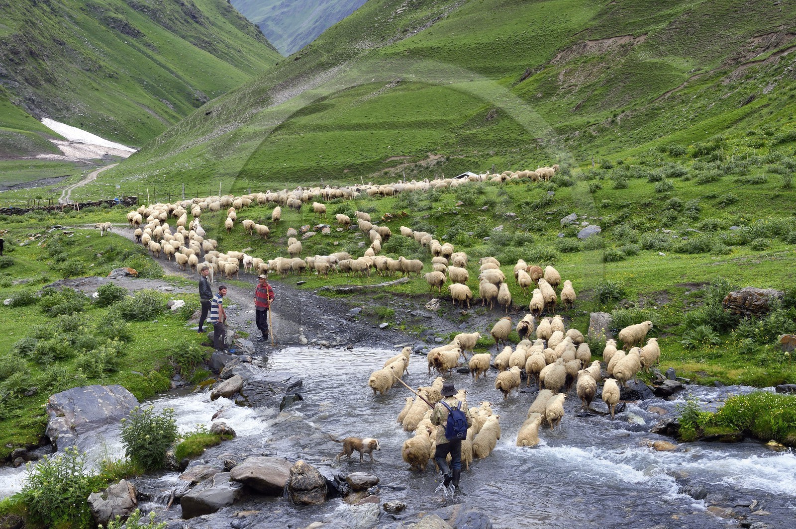 Géorgie, Kakheti, Parc national de Touchétie, vallée de la rivière Alazani dans les montagnes de Pirikiti, Parsma (Baso), berger et son troupeau de moutons franchissant la rivière