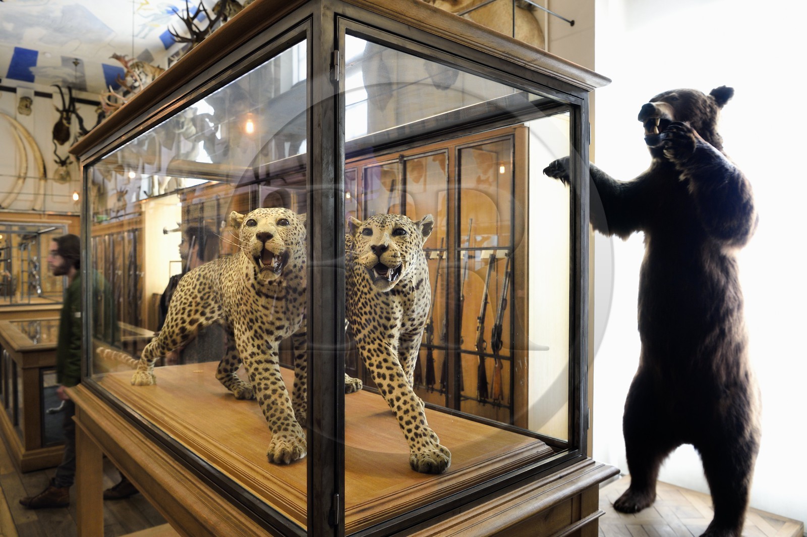 France, Paris (75), quartier du Marais, le musée de la Chasse et de la Nature dans l’hôtel de Guénégaud