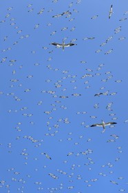 France, Cotes-d'Armor, Perros-Guirec, Sept-Iles Archipelago and bird sanctuary, Rouzic island, northern gannets colony (Morus bassanus), single point of nesting in France for more than 20,000 couples