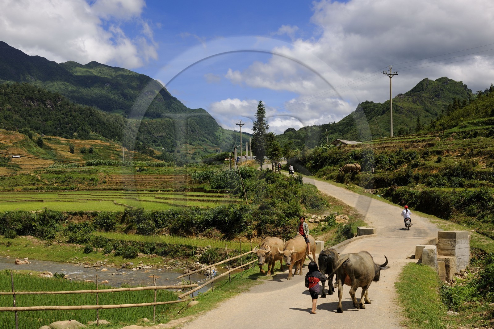Vietnam, Lao Cai province, Sapa district, children from the Black Hmong minority group bringing back their buffaloes