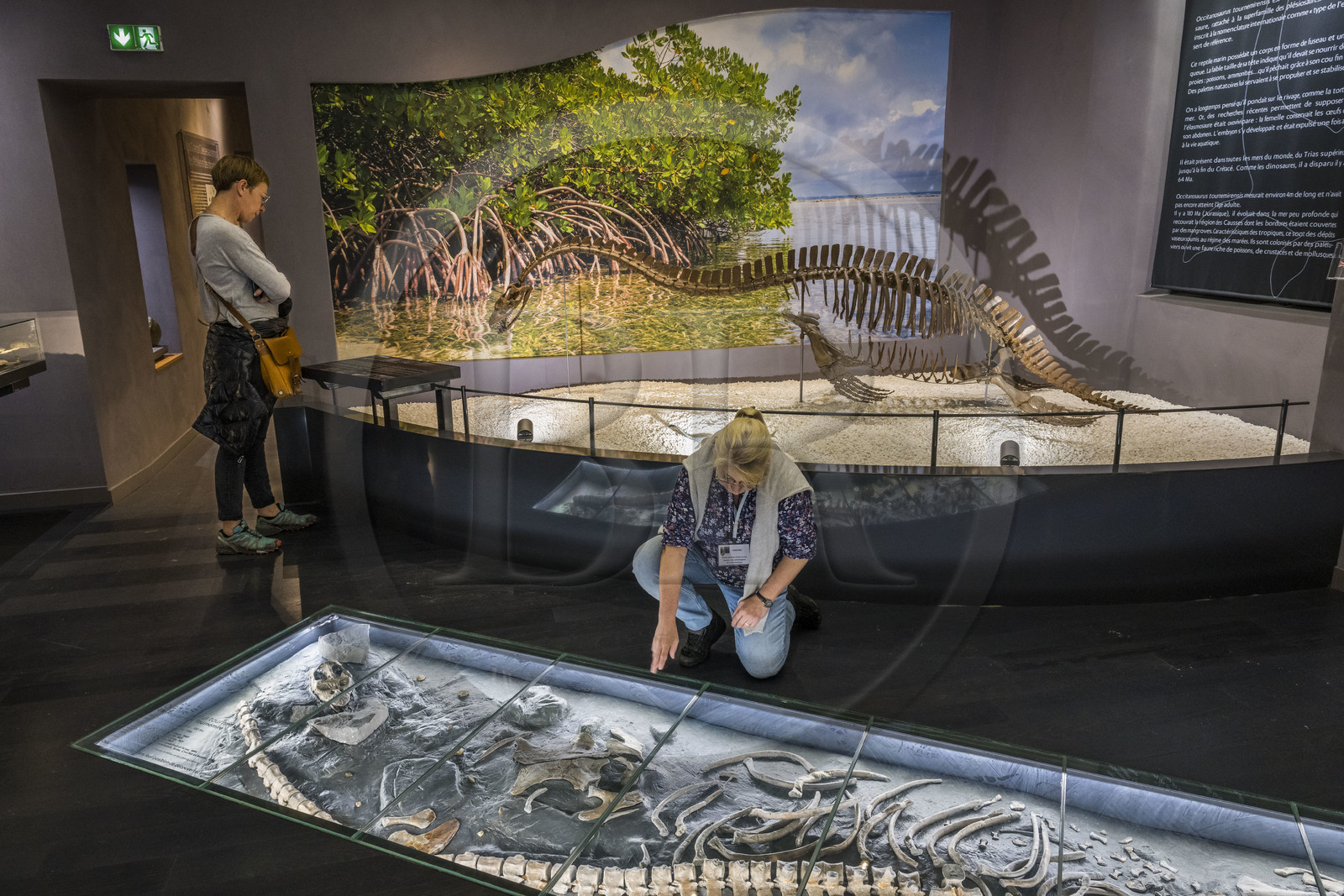 France, Aveyron (12), Millau, musée de Millau et des Grands Causses installé dans l'Hotel de Pegayrolles, au sol ossement fossiles dans leur position de découverte, occitanosaurus tournemirensis, Elasmosaure de Tournemire