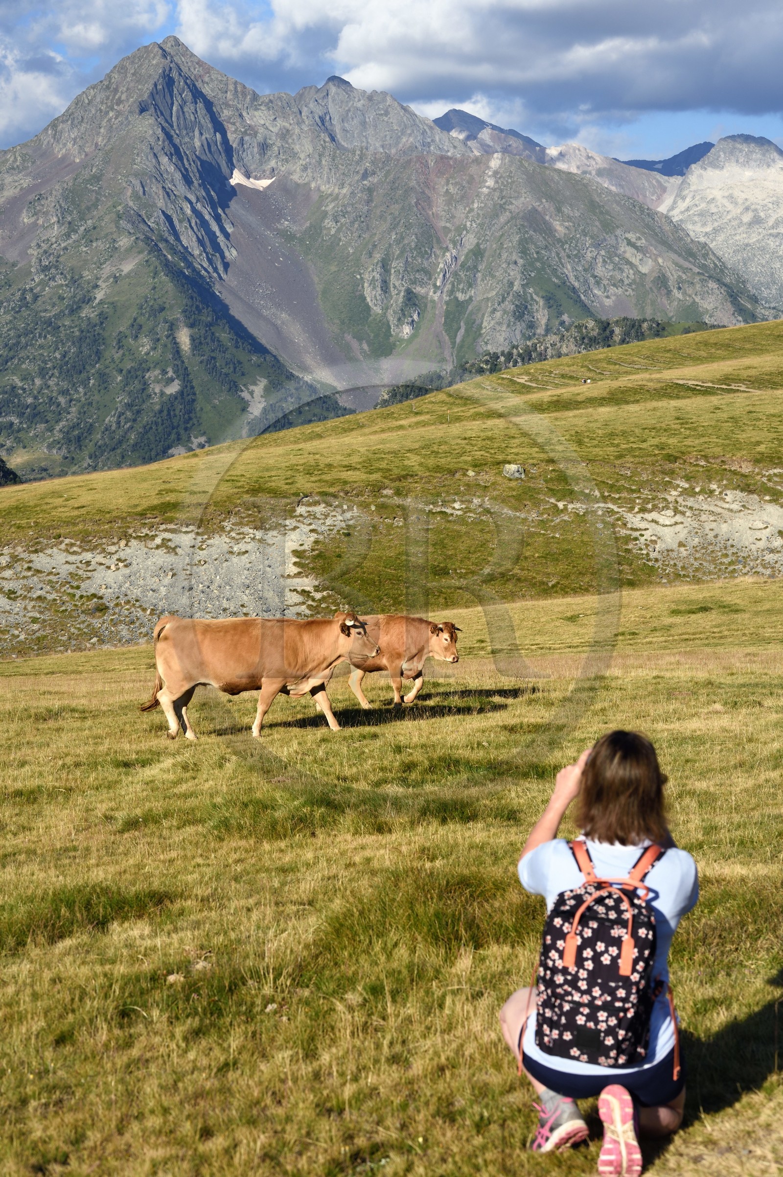 France, Hautes-Pyrénées (65), Saint-Lary-Soulan et Vielle-Aure, randonnée sur une variante du GR10 entre le col de Portet et les lacs de Bastan en bordure de la réserve naturelle de Néouvielle en arrière plan, troupeau de vaches en estive