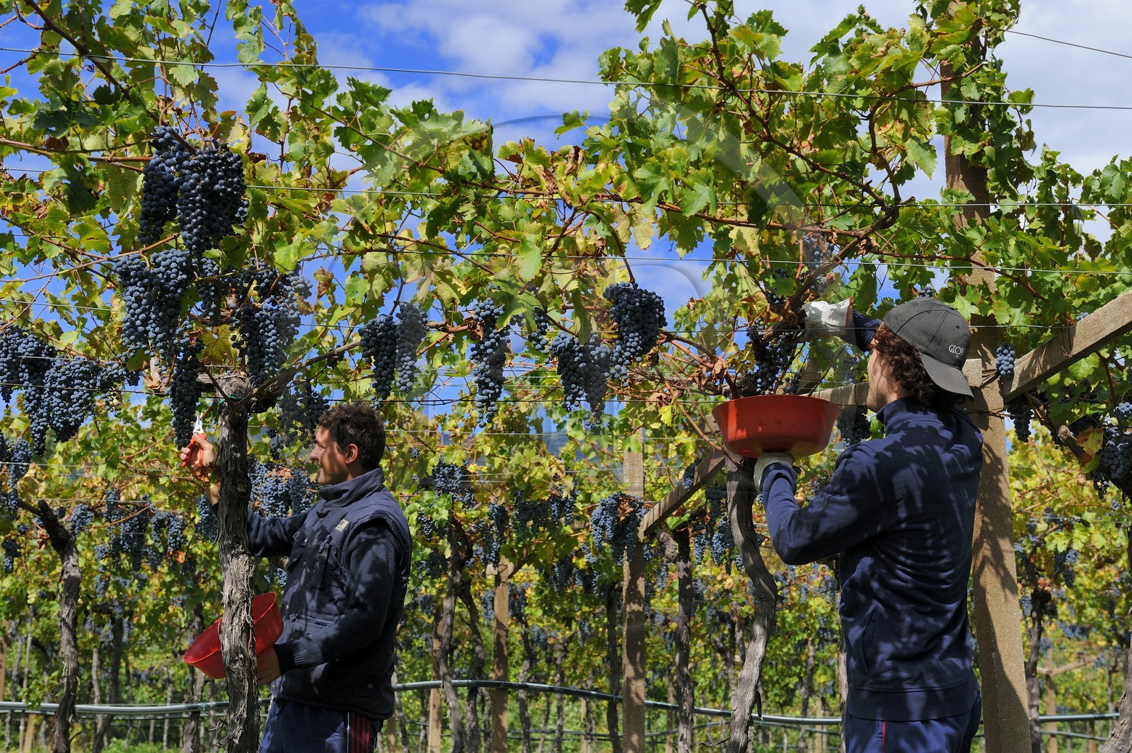 Italie, province de Vérone, Rivoli Veronese, vendanges dans les vignobles
