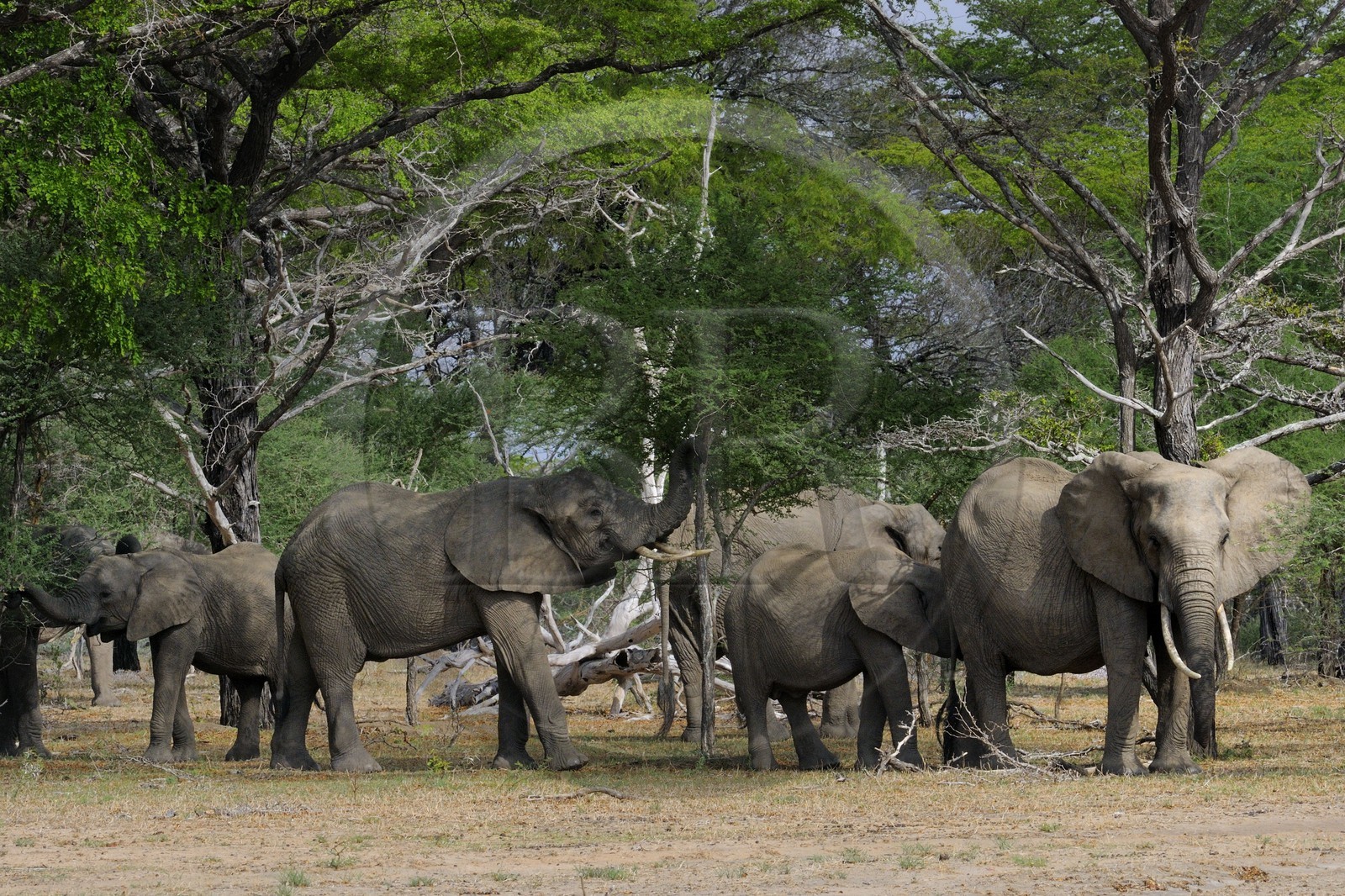 Tanzanie, Reserve de gibier de Selous une des plus grandes zones protégées au monde et inscrite sur la liste du patrimoine mondial de l’Unesco depuis 1982, Éléphant de savane d'Afrique (Loxodonta africana)
