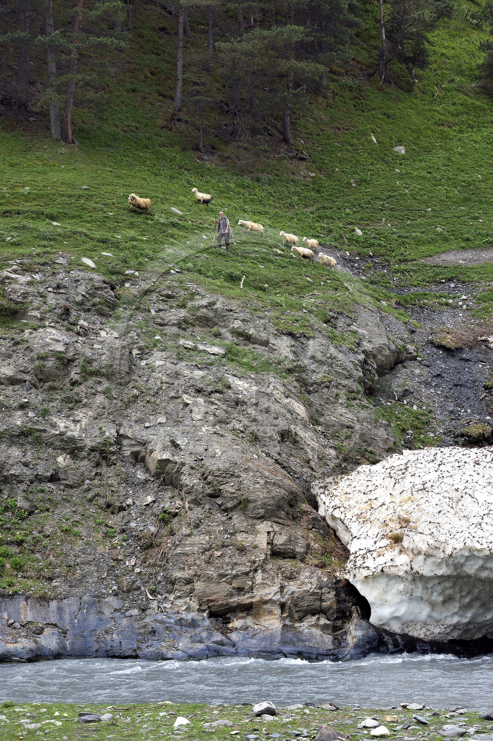 Géorgie, Kakheti, Parc national de Touchétie, vallée de la rivière Alazani dans les montagnes de Pirikiti, berger et son troupeau de moutons