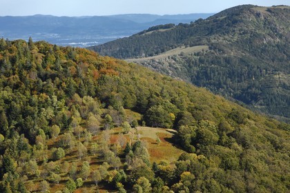 France, Haut Rhin, Ballons des Vosges Regional Natural Park, Rimbach pres Masevaux, small meadow called chaume (extensive altitude grazing) over the Lac des Perches